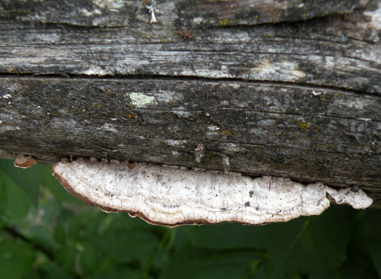 Dal Trentino: Gloeophyllum sp? (Gloeophyllum abietinum)
